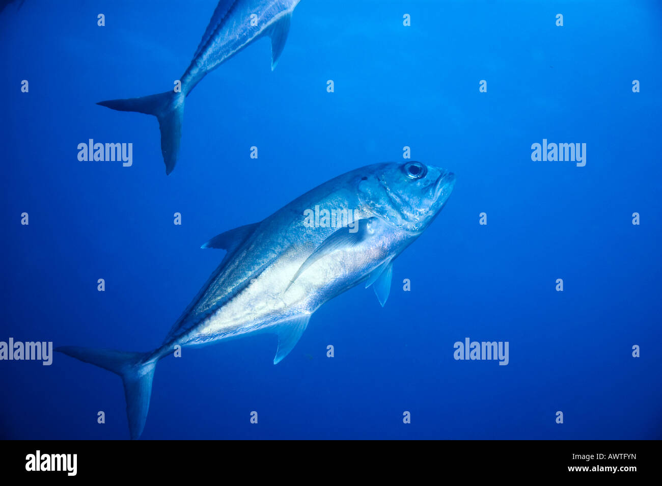Silber Jack Großaugenthun Trevally Fischen oder Cranx Sexfasciatus im blauen Wasser des Great Barrier Reef Australien Stockfoto