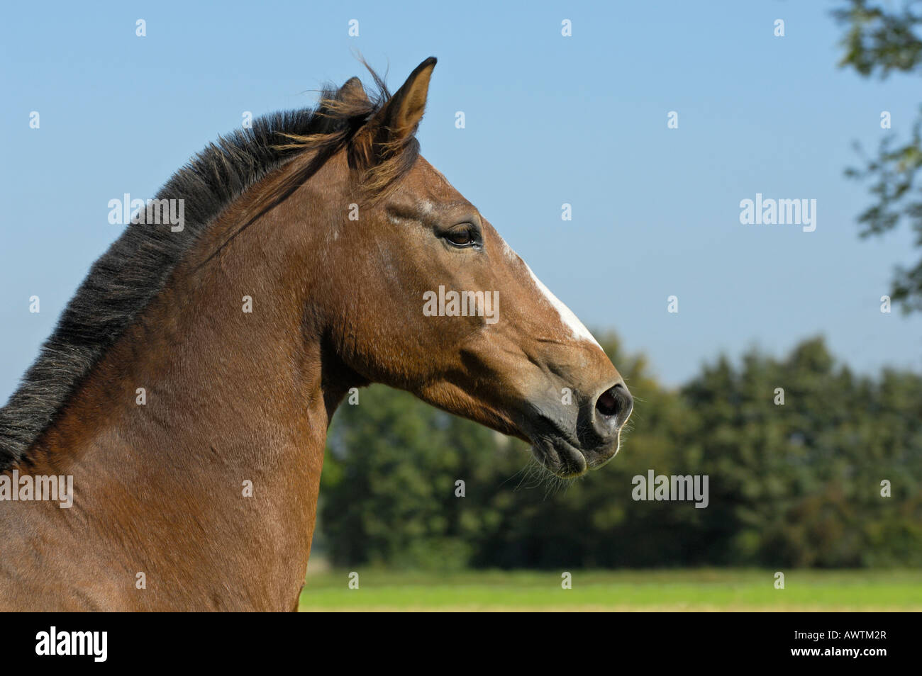 Westfälische Pferd Stockfoto
