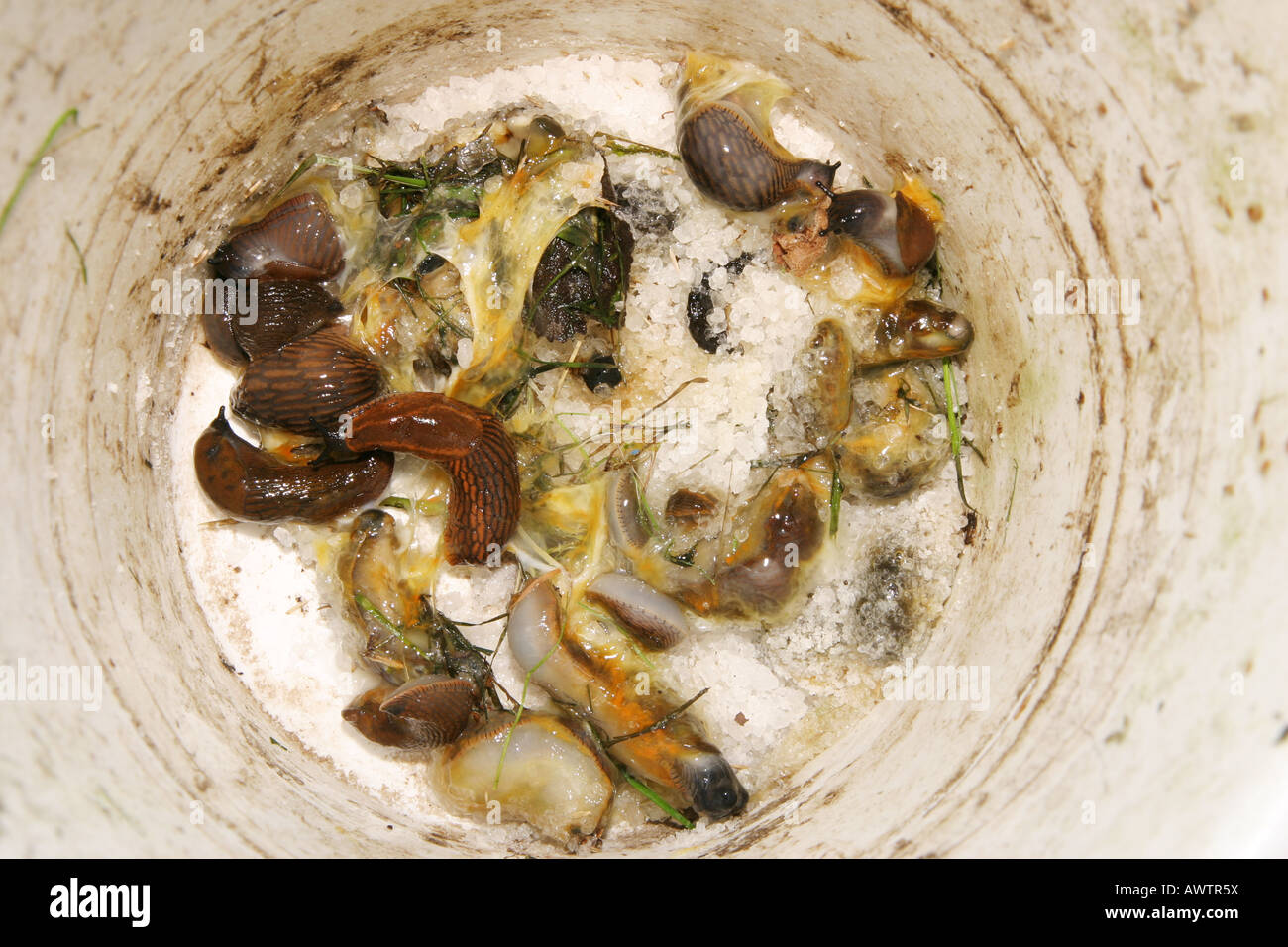 Schnecken In Einen Eimer Mit Salz Auflosen Stockfotografie Alamy