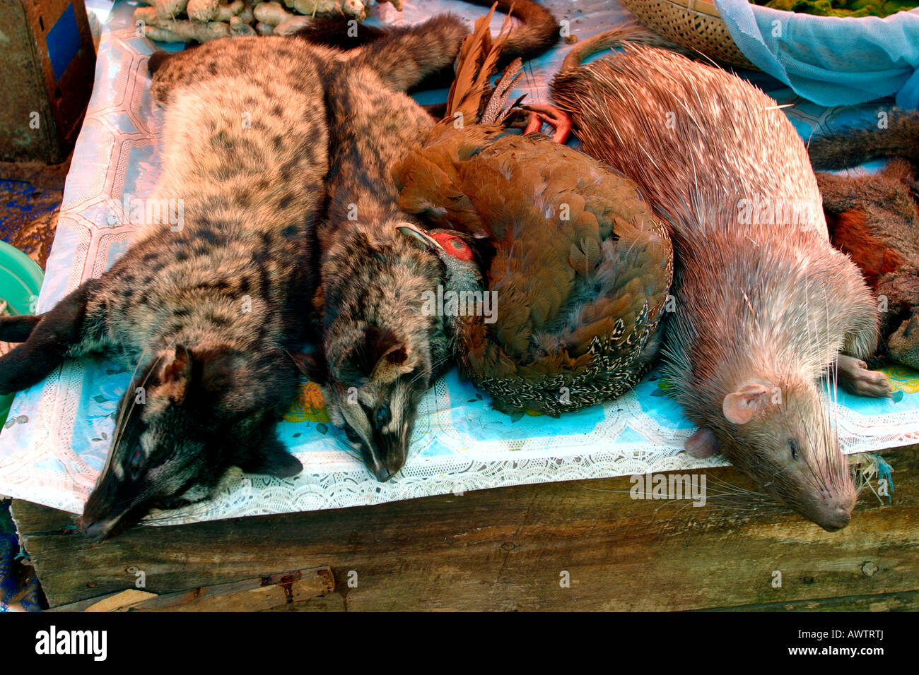 Laos-Phonsavan bedrohte Tiere zum Verkauf im Markt Wildfleisch Stockfoto