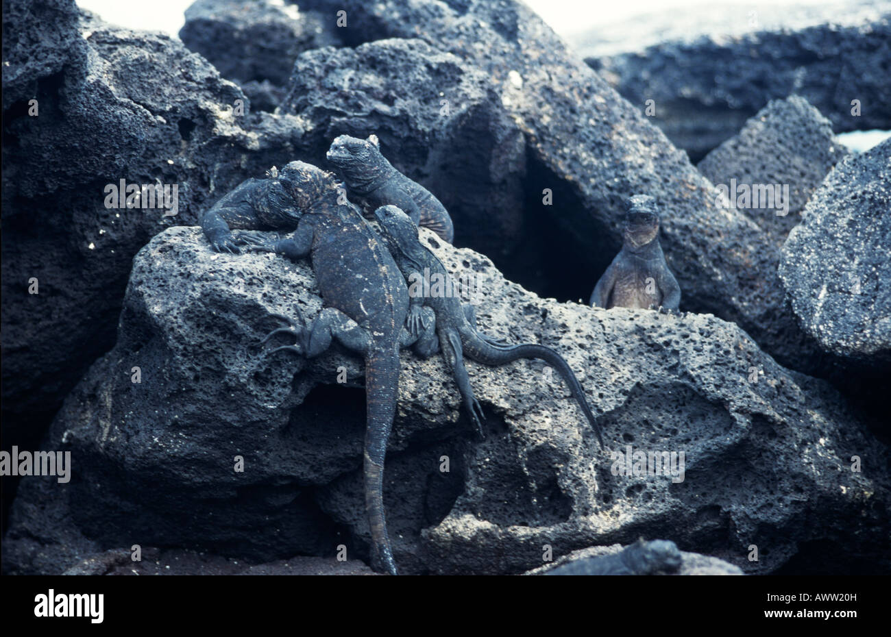 Meerechsen (Amblyrhynchus Cristatus), Galapagos Stockfoto