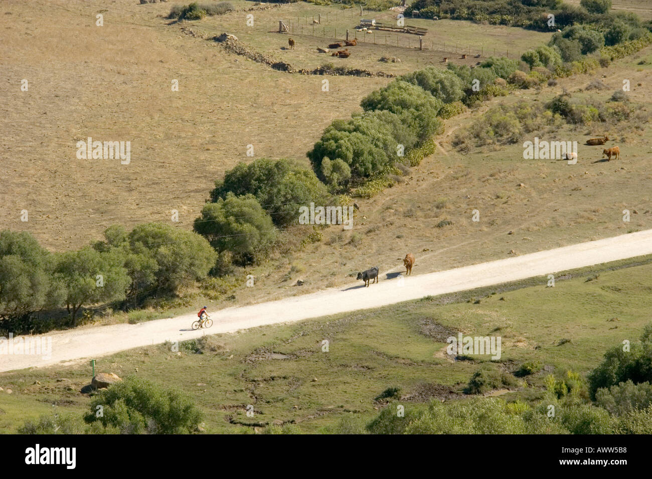 Luftbild Kühe beobachten herannahenden Radfahrer Stockfoto