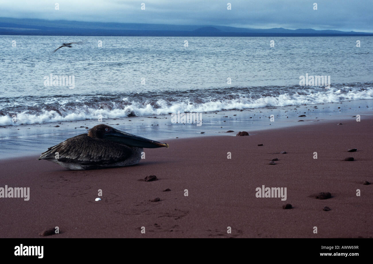 Brauner Pelikan (Pelecanus Occidentalis), Galapagos Stockfoto