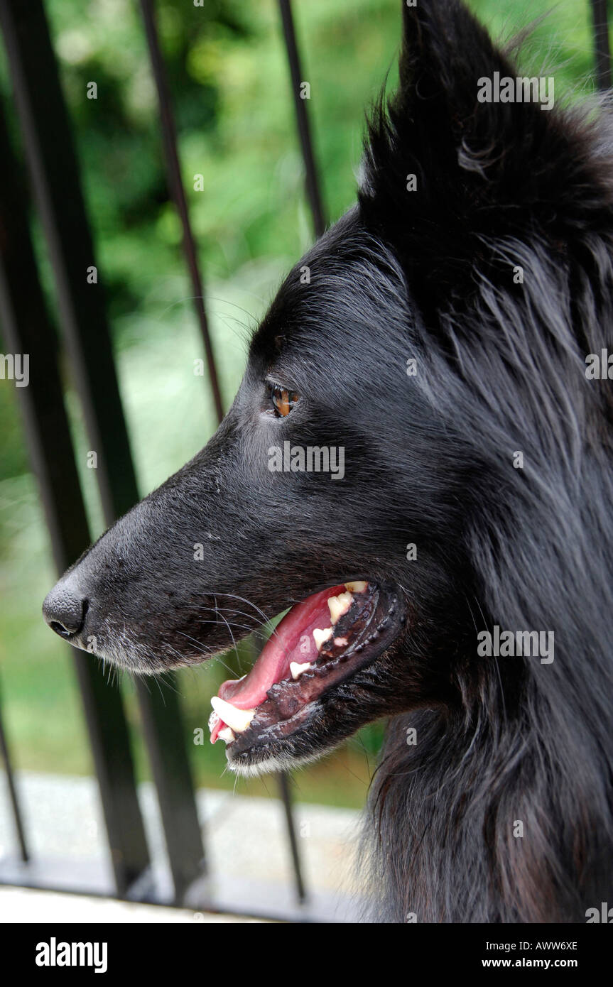 Schwarzen männlichen Groenendael Hund Stockfotografie - Alamy
