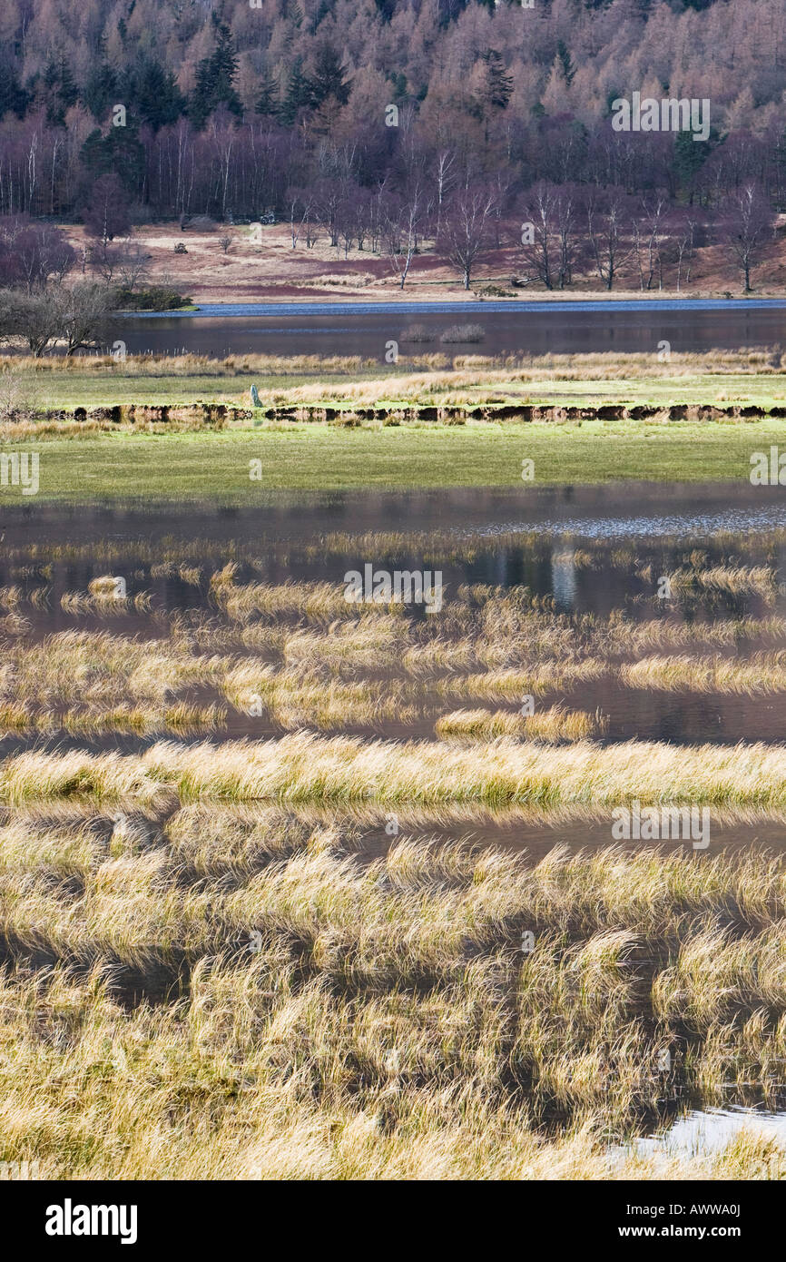 Überschwemmten Feldern rund um Derwent Water, Lake District, Cumbria, England Stockfoto