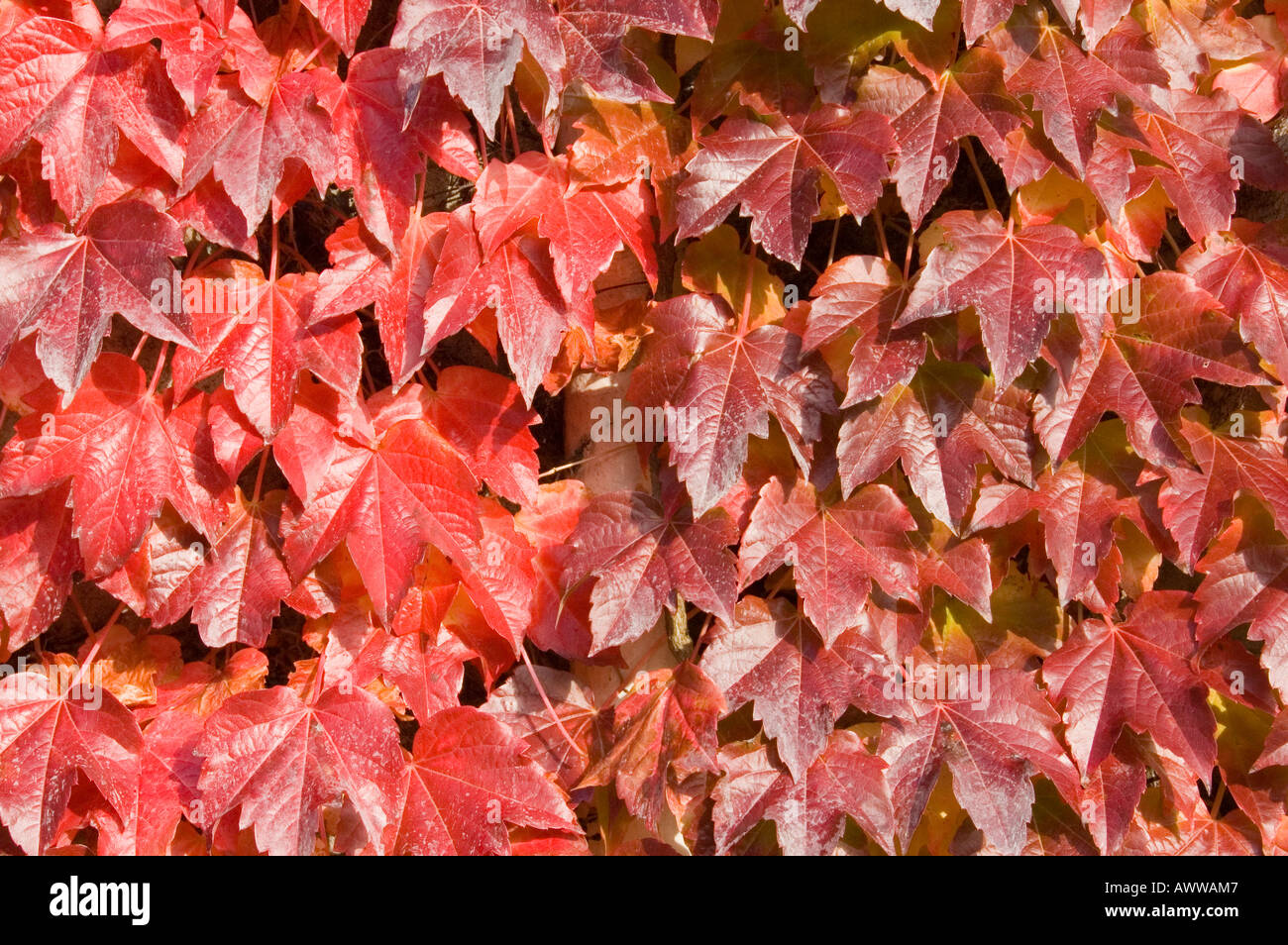 Im Herbst rot Ivy Stockfoto