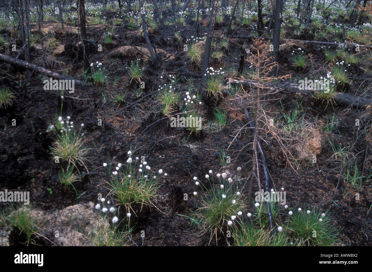 Neue Pflanzenwachstum nach Waldbrand White Mountains Alaska Stockfoto