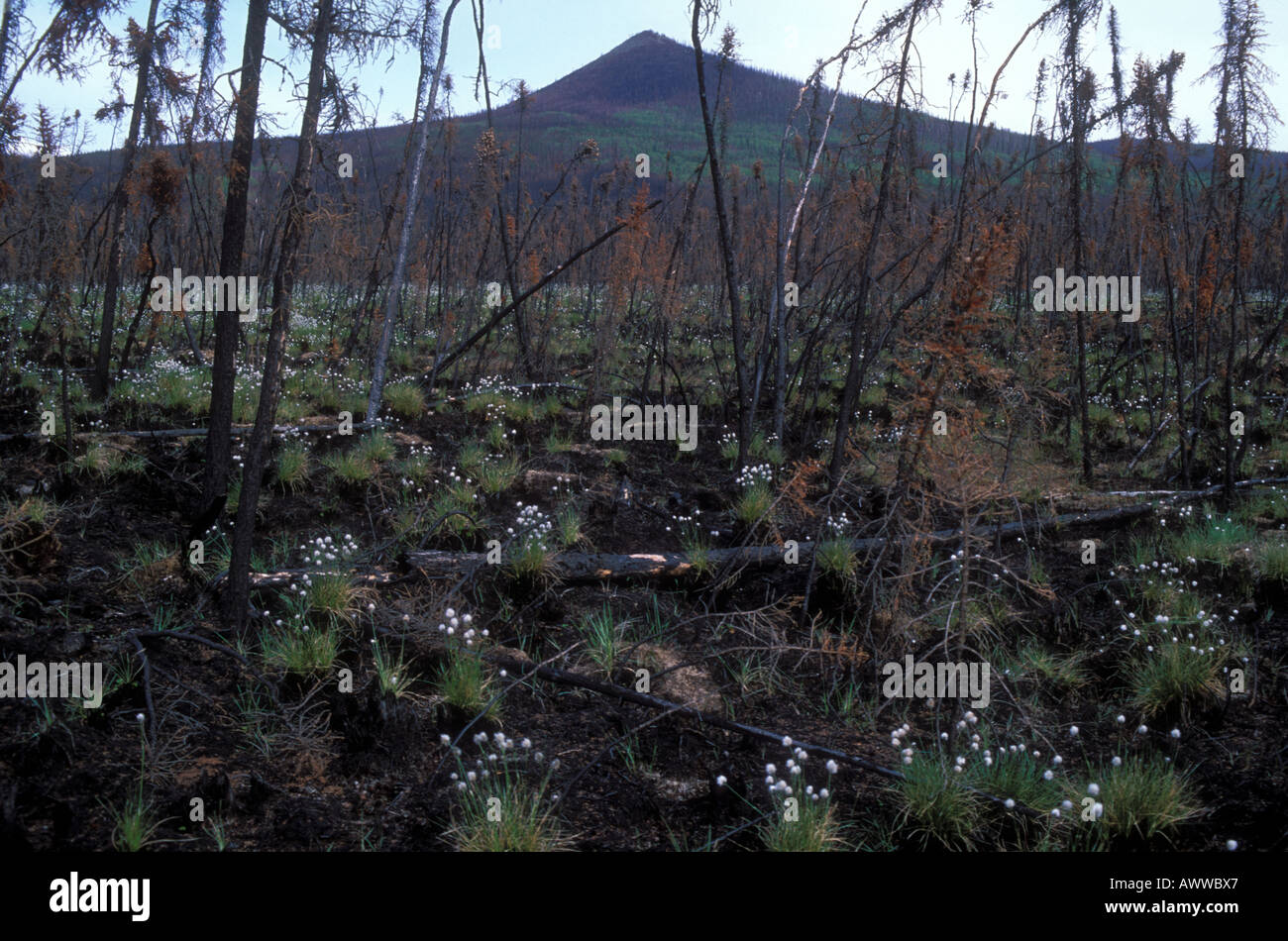 Pflanzen wachsen nach Wald Feuer White Mountains Alaska Stockfoto