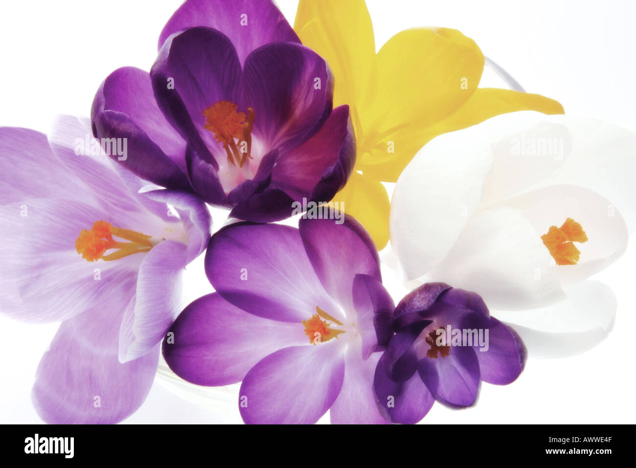 Krokusse (Crocus Albiflorus), Nahaufnahme Stockfoto
