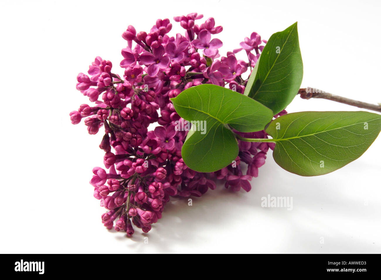 Flieder (Syringa Vulgaris) Stockfoto