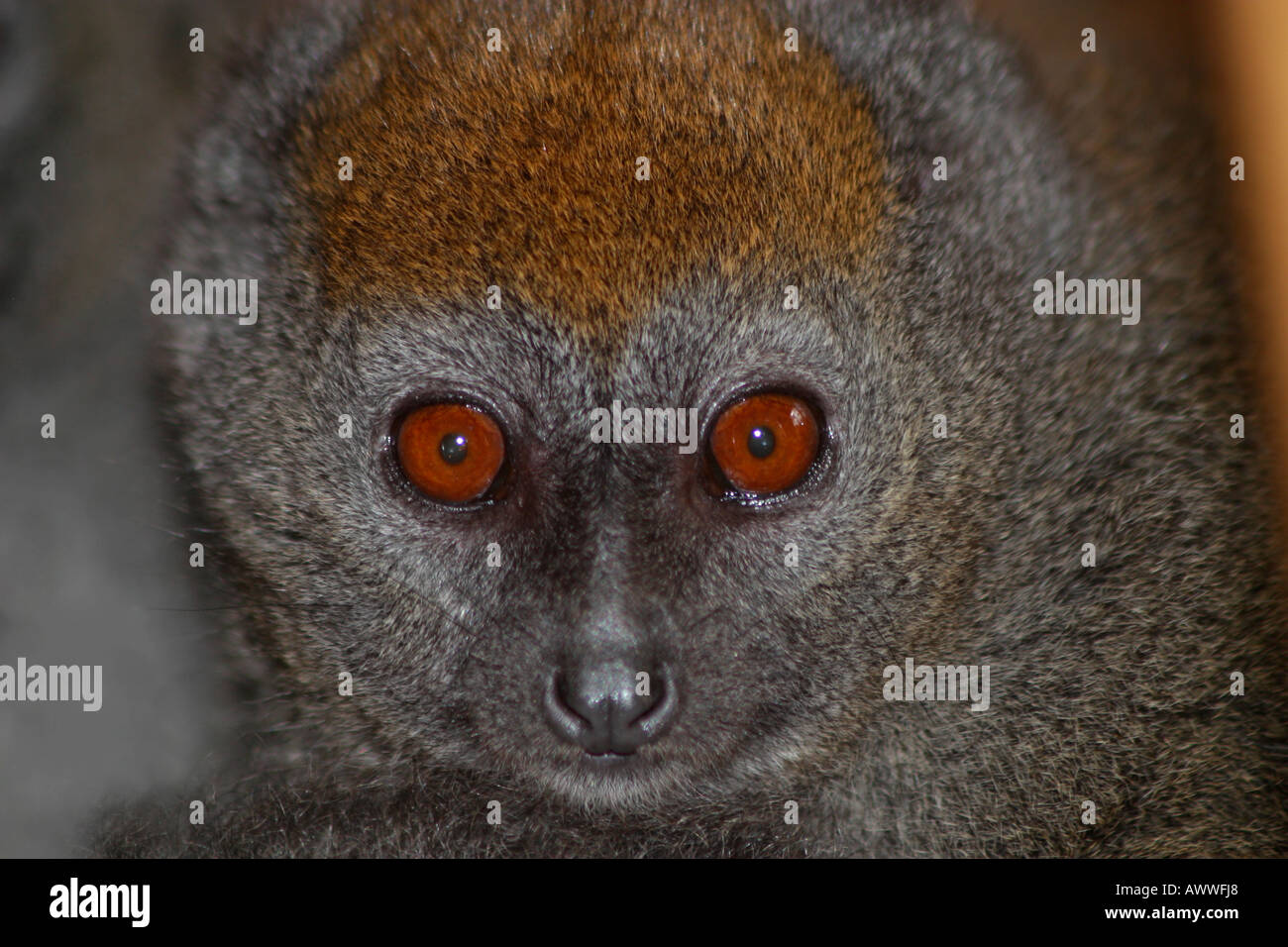 Sanfte Lemur starrte Stockfoto