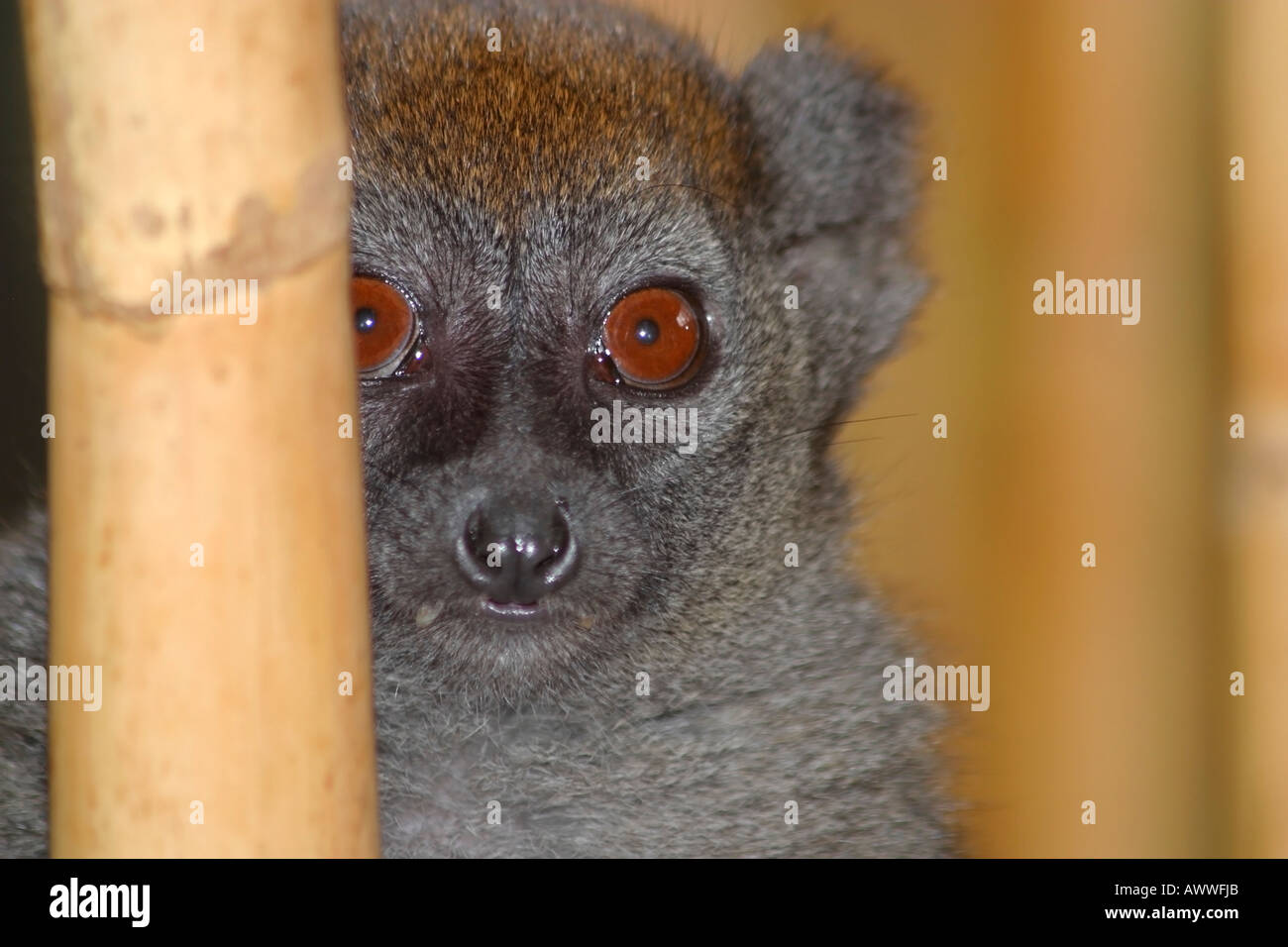 Sanfte lemur (Hapalemur alaotrensis) spähen hinter Bambus Stockfoto