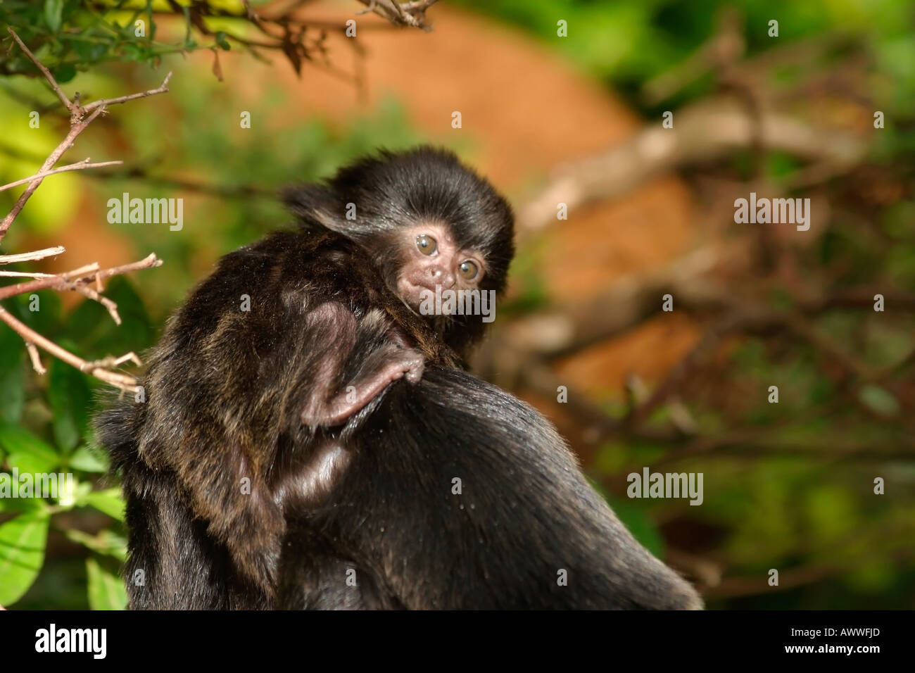 Baby Goeldi Monkey's (Callimico goeldii) macht ein Gesicht Stockfoto