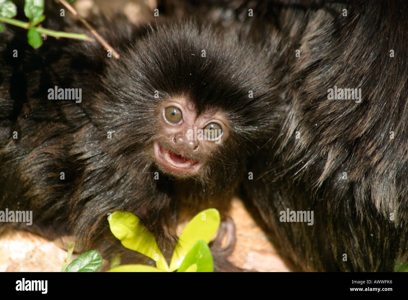 Baby Goeldi Monkey's (Callimico goeldii) machen ein lustiges Gesicht Stockfoto