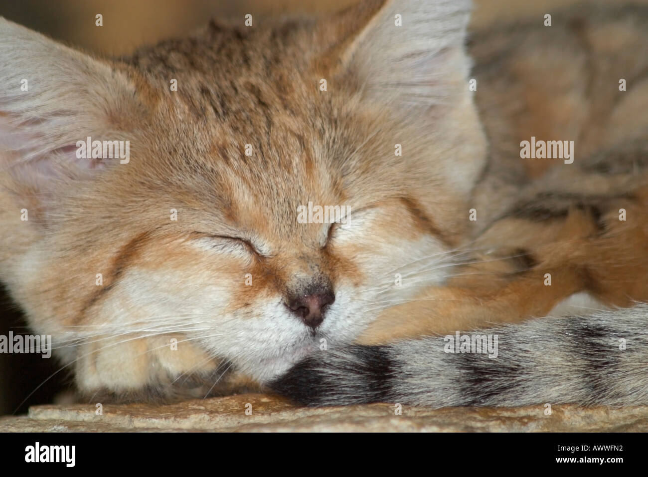 Einen Erwachsenen arabischen Sand cat schlafen Stockfoto