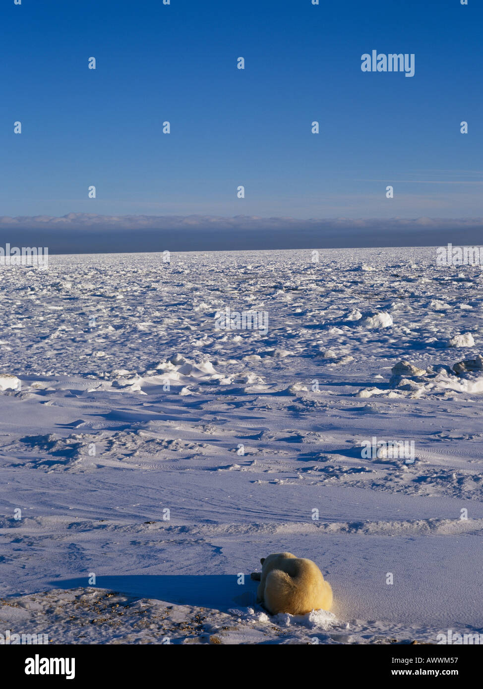 Eisbär (Ursus Maritimus) am Rand des Meeres Eis, Wapusk National Park, Hudson Bay, Manitoba, Kanada. Stockfoto