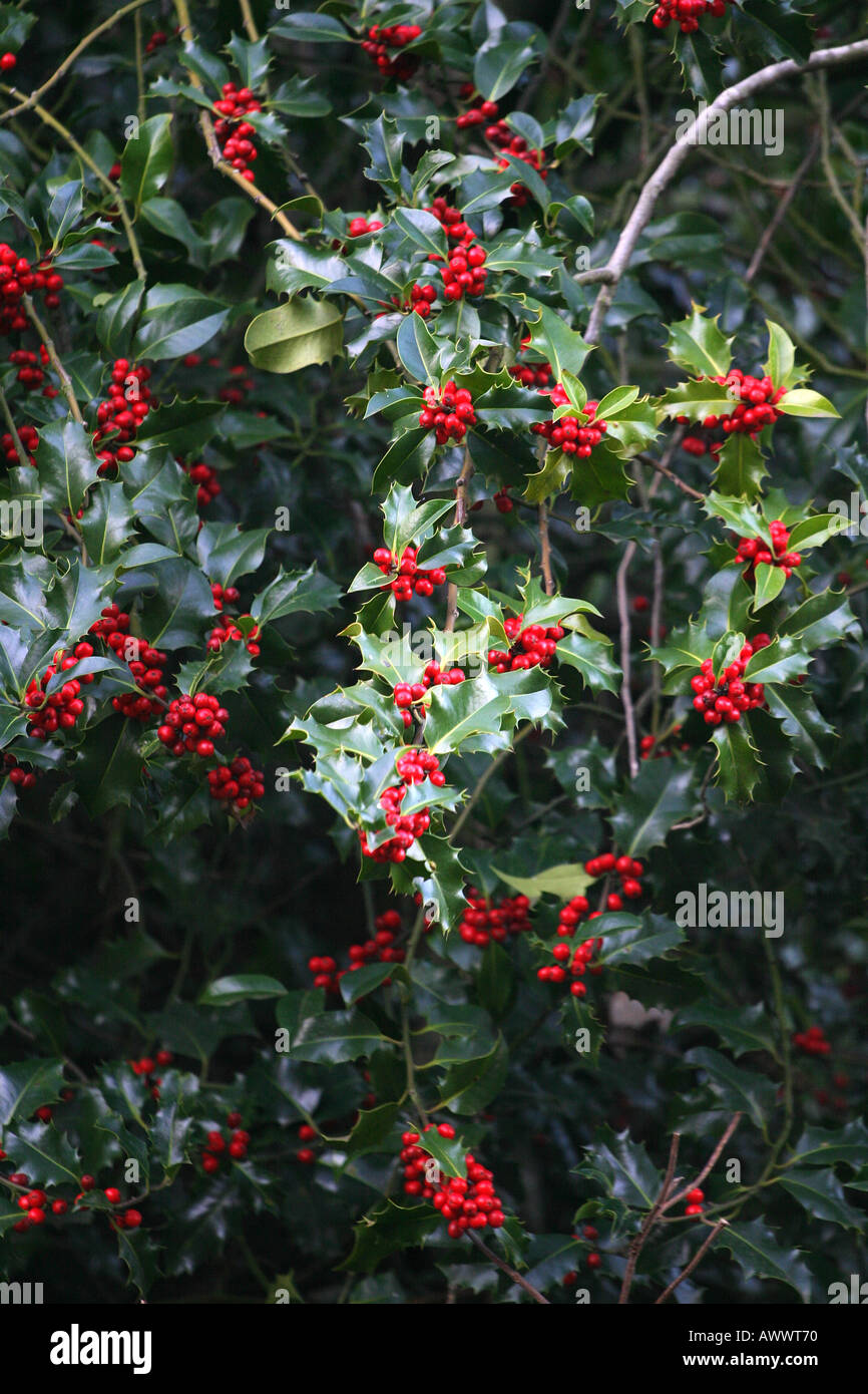 Stechpalme mit Beeren, Hampstead Heath, London, UK. Stockfoto