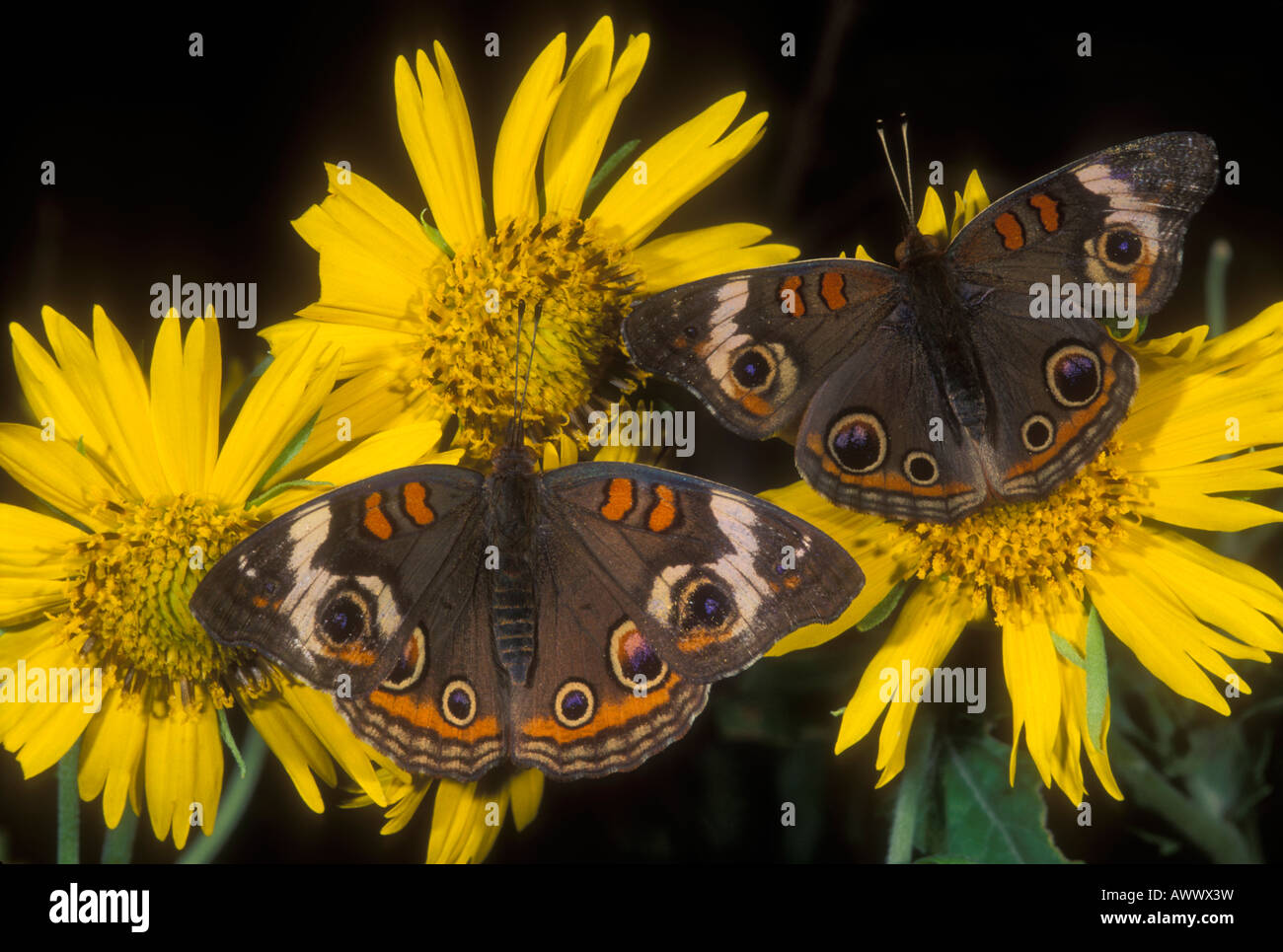 Buckeye Schmetterlinge, Iunonia Coenia auf gelbe Aster Blumen. Stockfoto