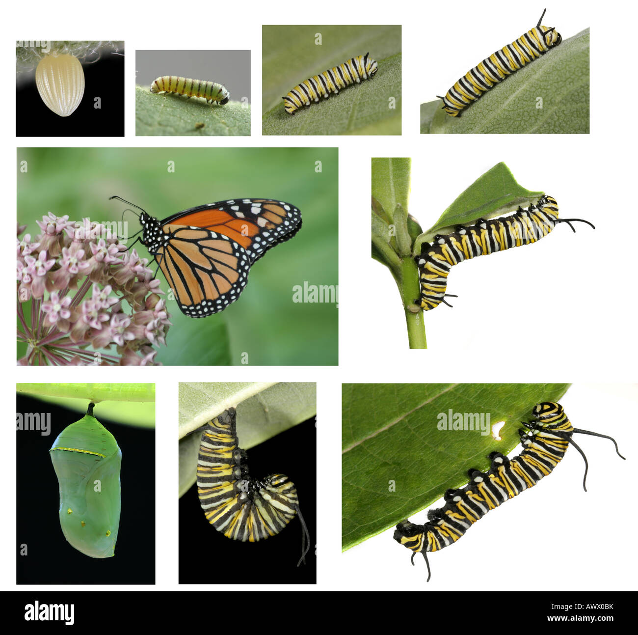 Monarch-Schmetterling Lebenszyklus Stockfoto