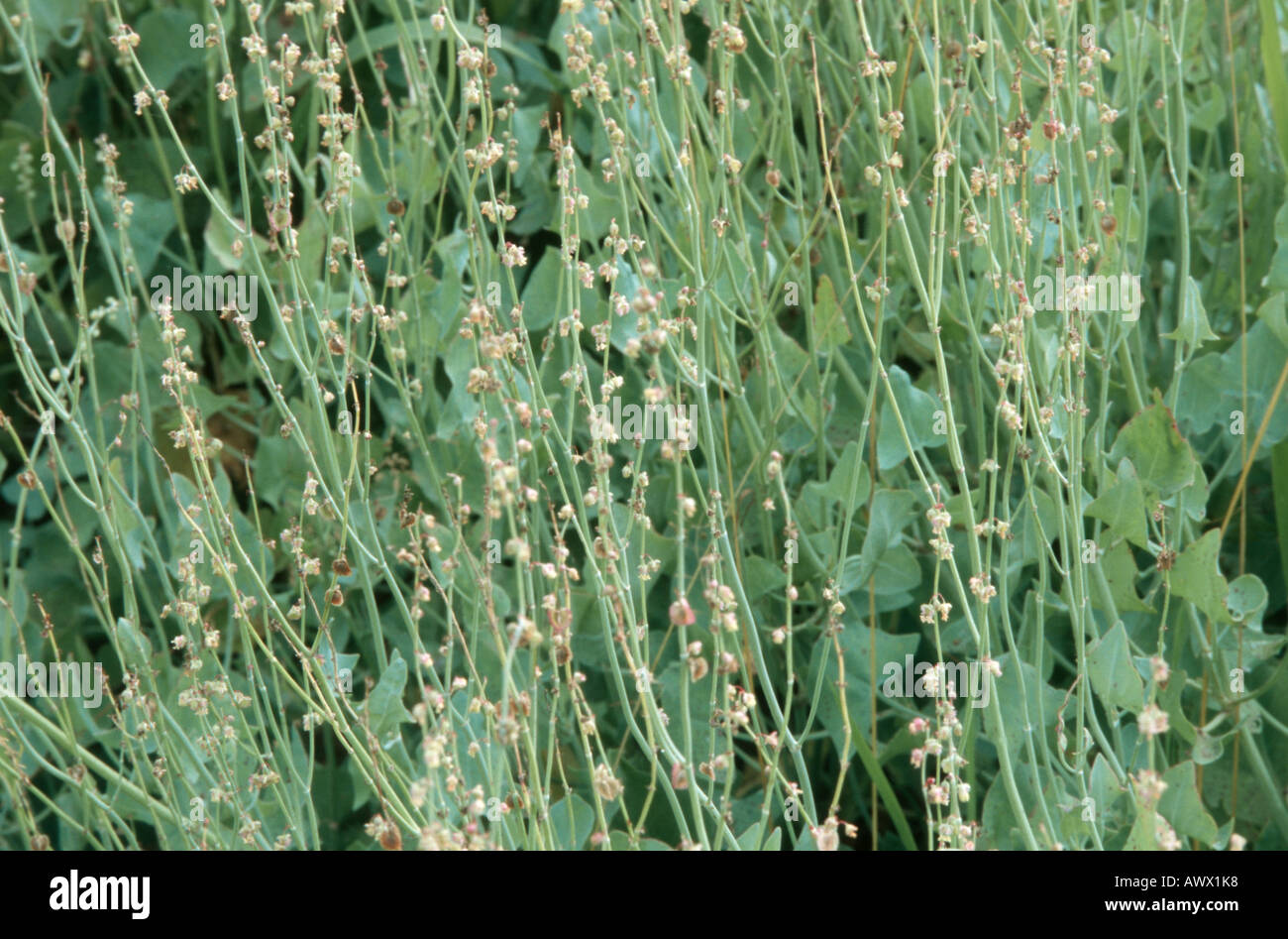 echte französische Sauerampfer (Rumex Scutatus), blühende Pflanze Stockfoto