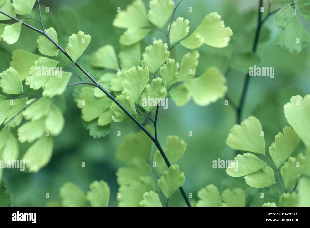 Wedel, schwarz-Stick tausend (Venushaarfarns Tenerum), spröde tausend, tausend Farn Stockfoto