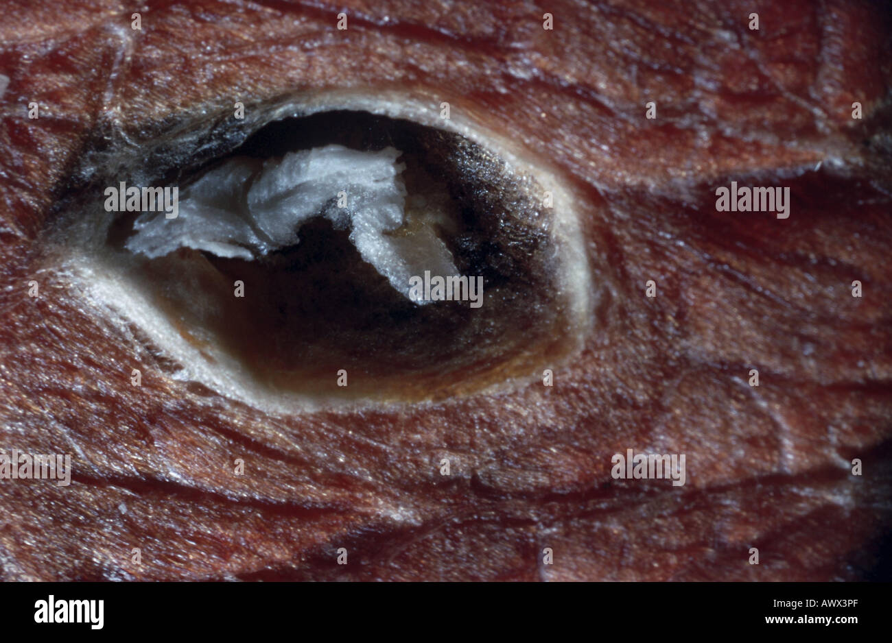 Rinderbandwurm (Taenia Saginata), aufgedeckt cysticercus Stockfoto