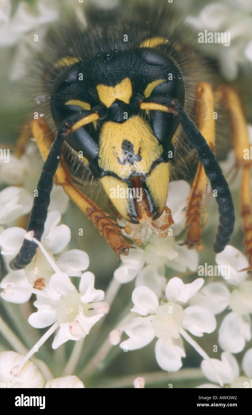 Sächsische Wespe (Dolichovespula Saxonica), Portrait eines einzelnen Tieres zwischen Blüten Stockfoto