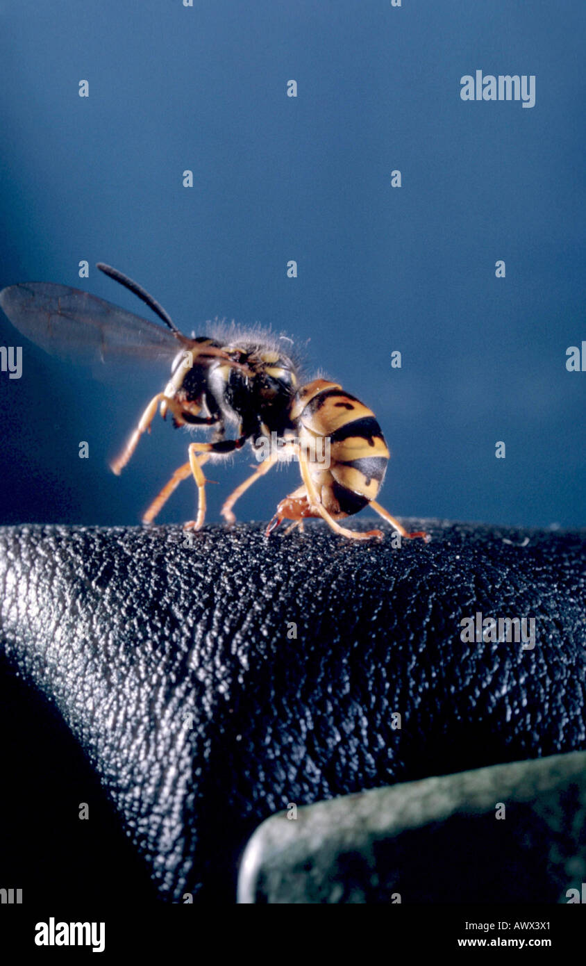 Deutsche Wespe (Vespula Germanica, Paravespula Germanica), einzelne Tier, stechen Stockfoto