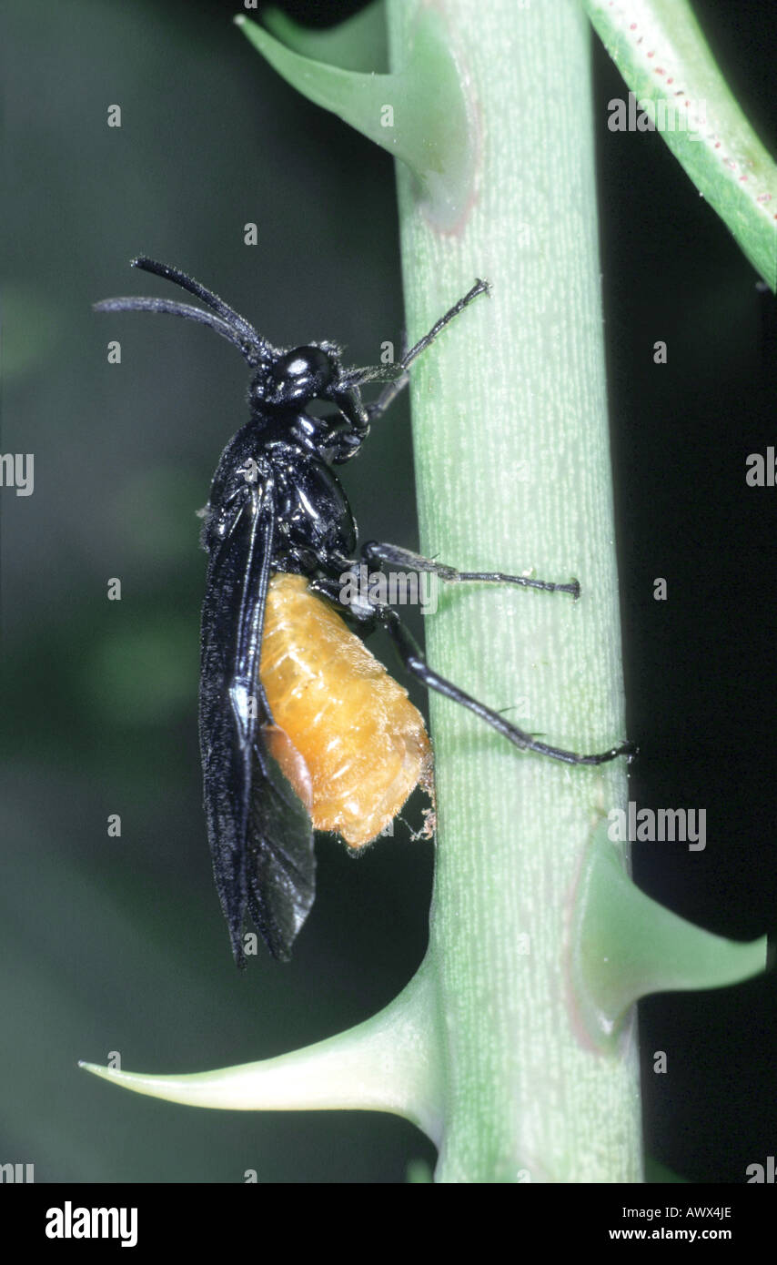 Blattwespen (Arge Pagana), an eine rose Stockfoto