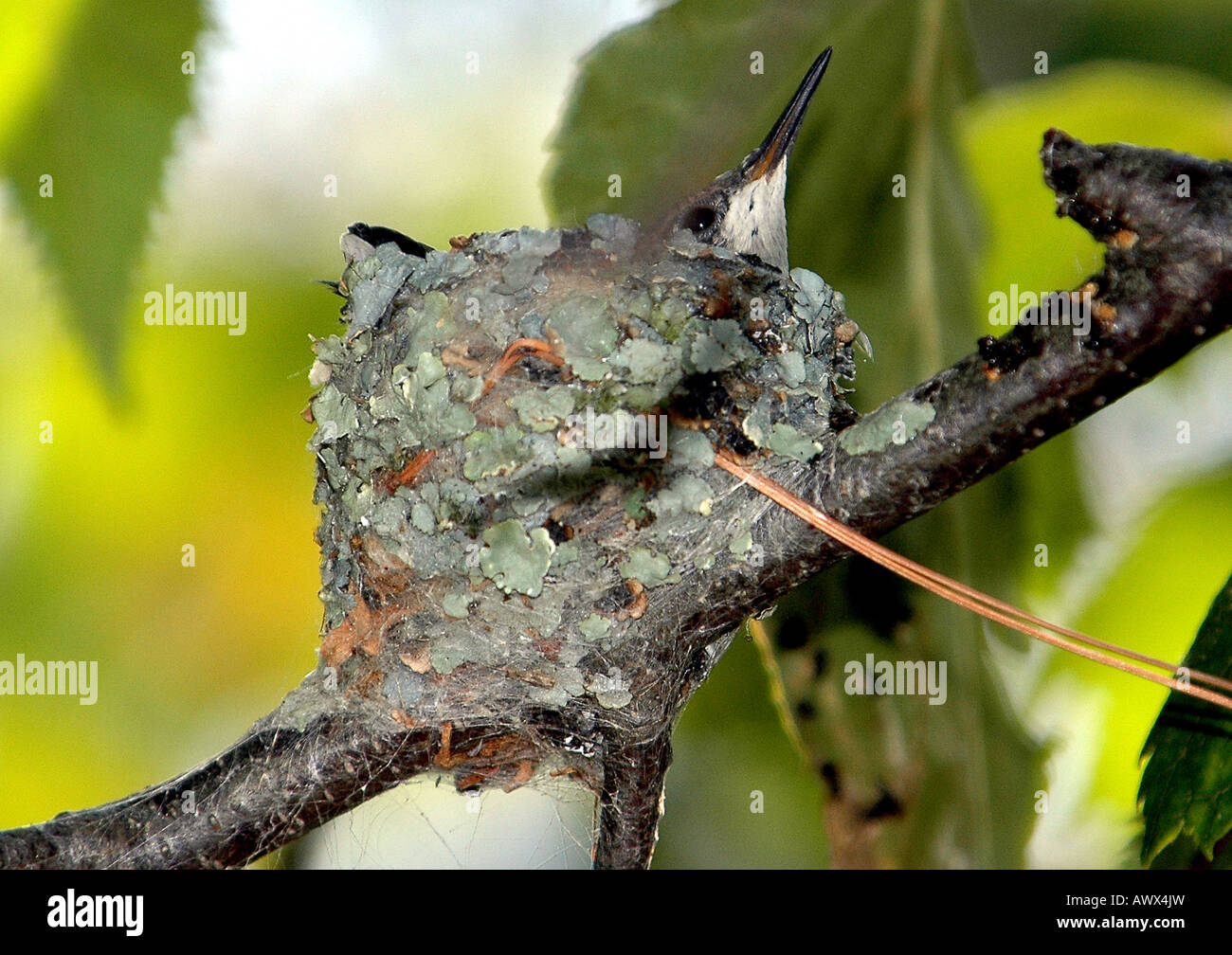 Baby-Hummingbird Nest Verschachtelungen suchen outl Stockfoto