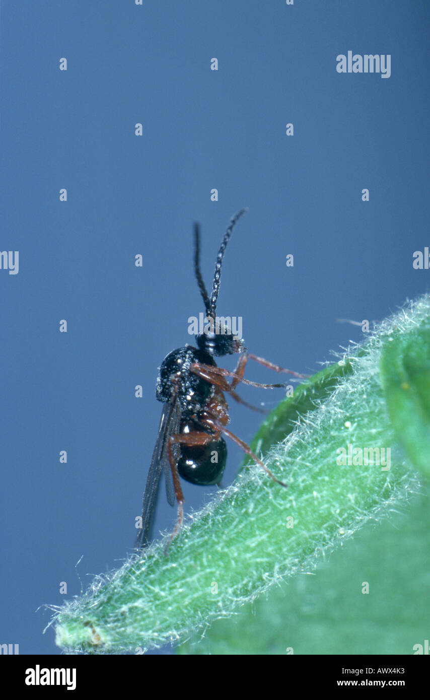 Blattwespen (Diastrophus Rubi) Stockfoto