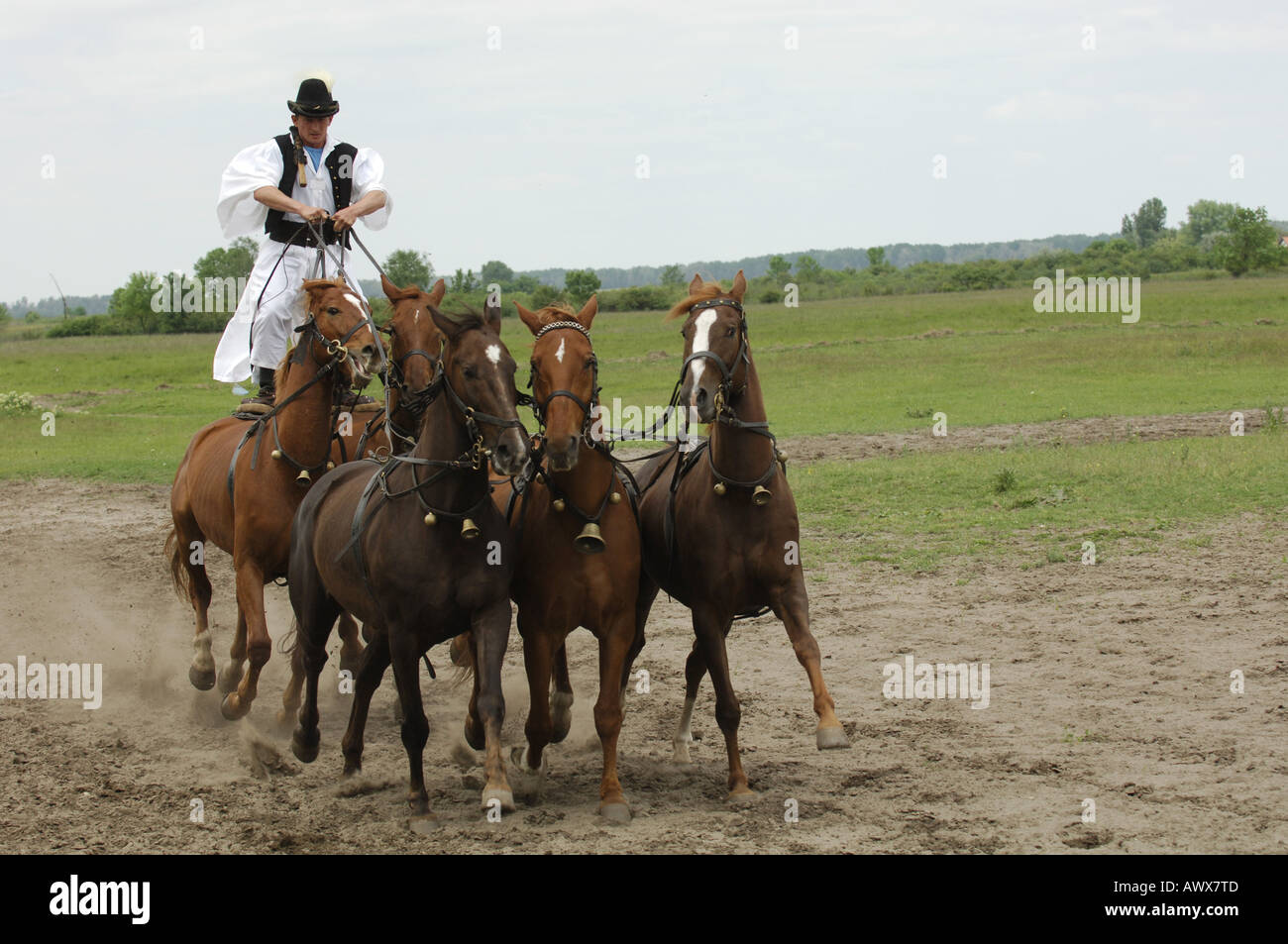 Ungarische Elfen (Equus Przewalskii F. Caballus), Dressur Präsentation, Ungarn, Puszta Stockfoto