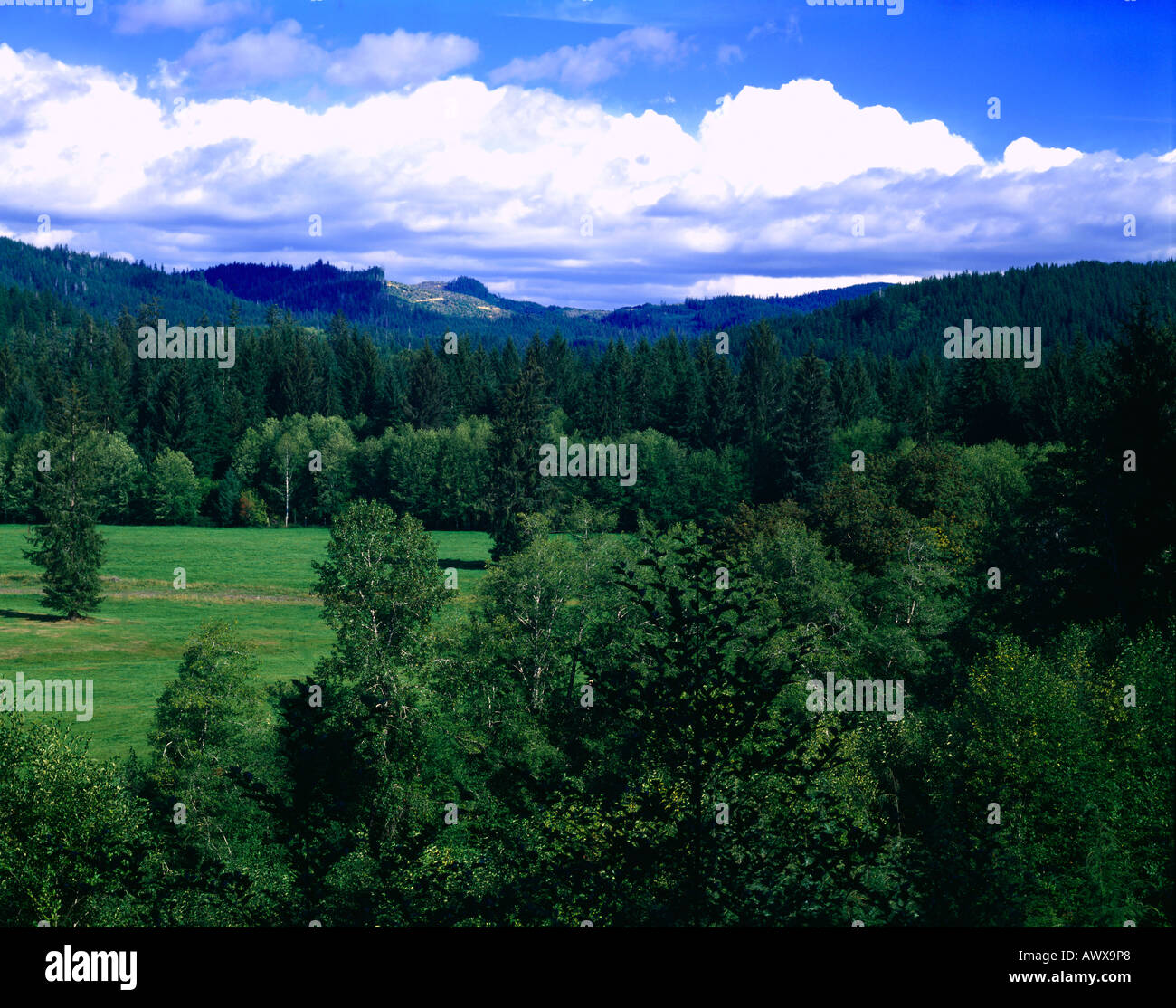 Wiesen und Bäume schaffen eine idyllische Szene auf der Olympic Peninsula of Washington Stockfoto