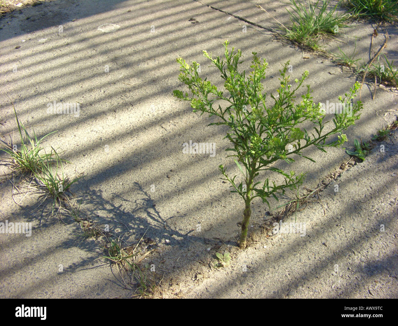 Narrowleaf Kresse, Narrow-leaved Feldkresse, Peppergrass (Lepidium Ruderale), auf einem Bürgersteig, Deutschland, Nordrhein-Westphali Stockfoto