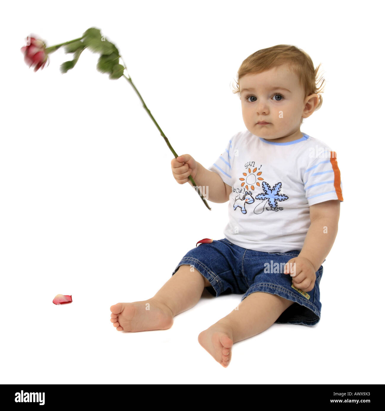 kleiner Junge bietet eine Rose, Deutschland Stockfoto