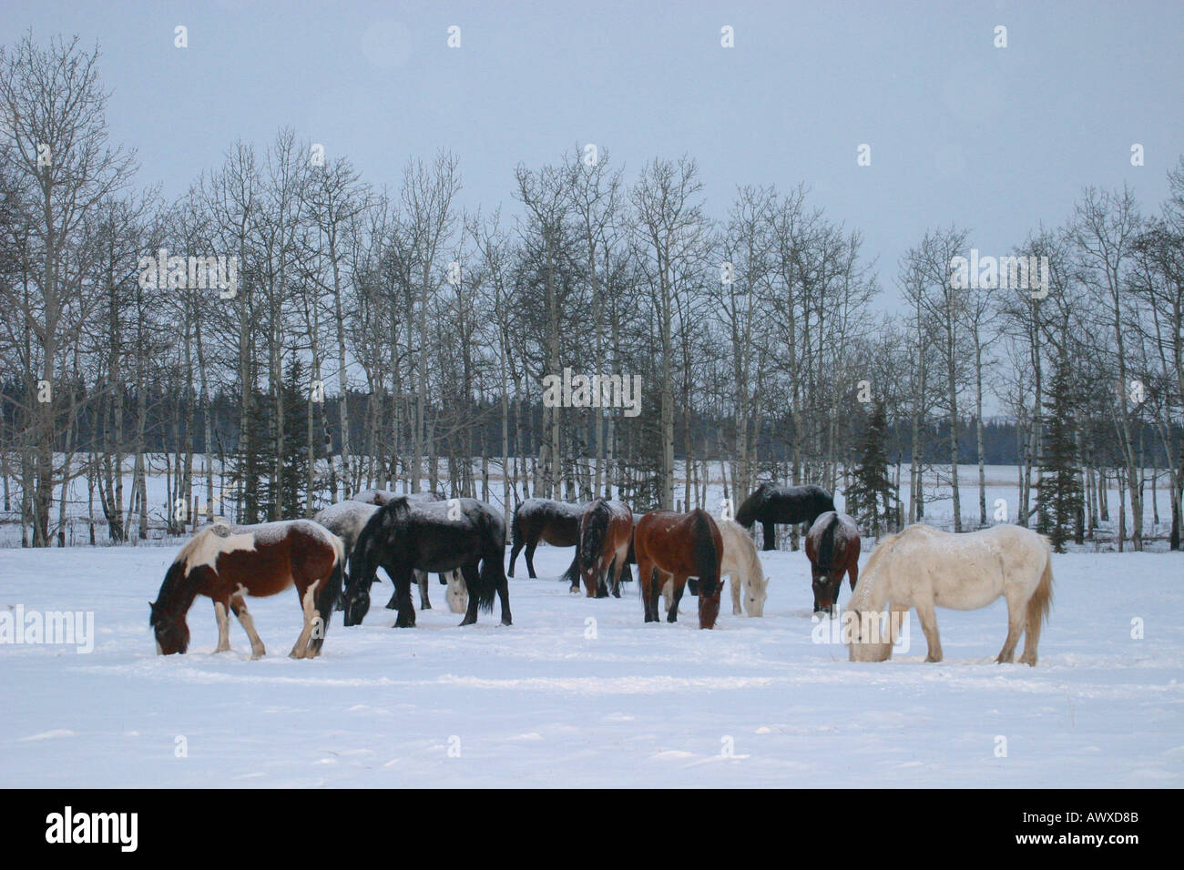 Pferde im Winter auf Nahrungssuche Stockfoto