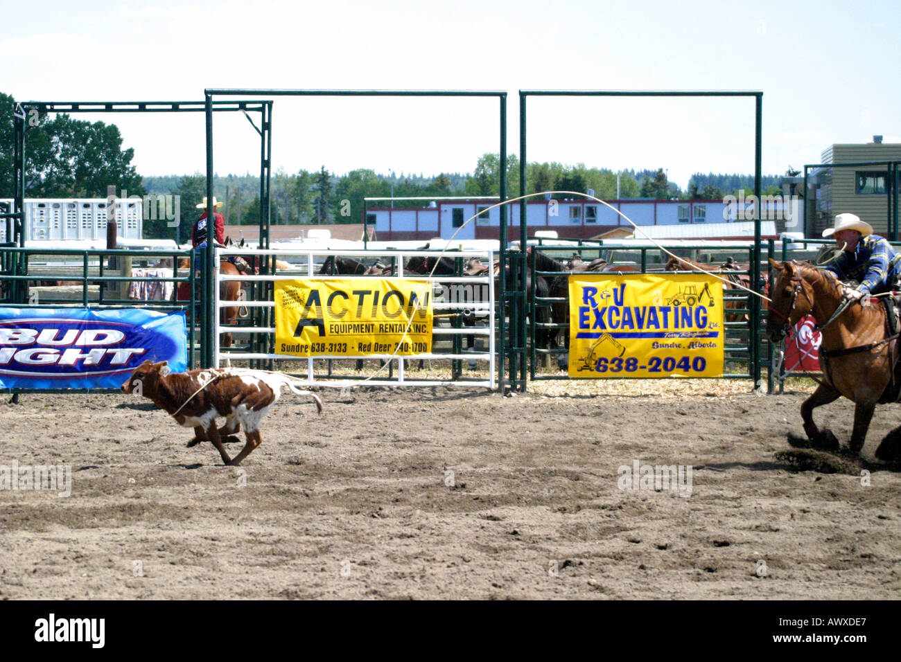 Kalb Roping an der Stampede Stockfoto