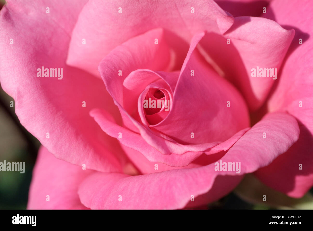 Rosa PRIMA BALLERINA Stockfoto
