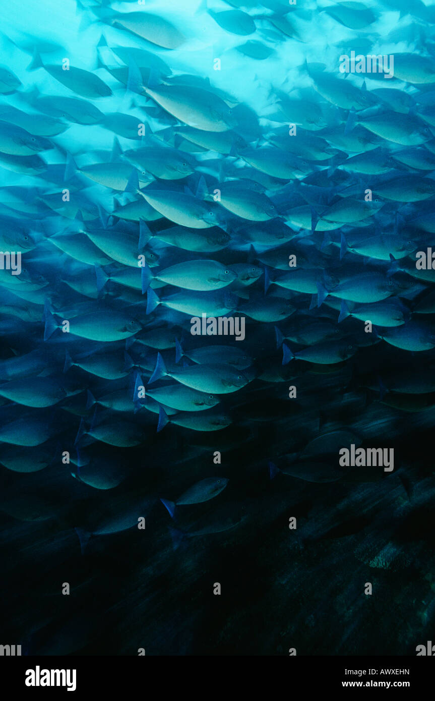 Raja Ampat, Indonesien, Pazifik, Schule der länglichen Doktorfisch (Acanthurus Mata) ernähren sich von plankton Stockfoto