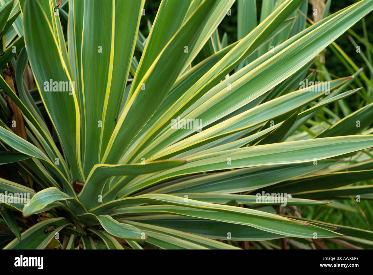 Yucca Gloriosa VARIEGATA Stockfoto
