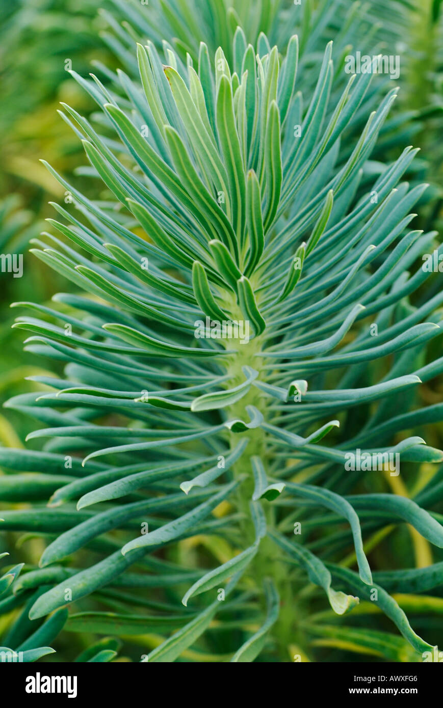 Euphorbia JOHN TOMLINSON Stockfoto