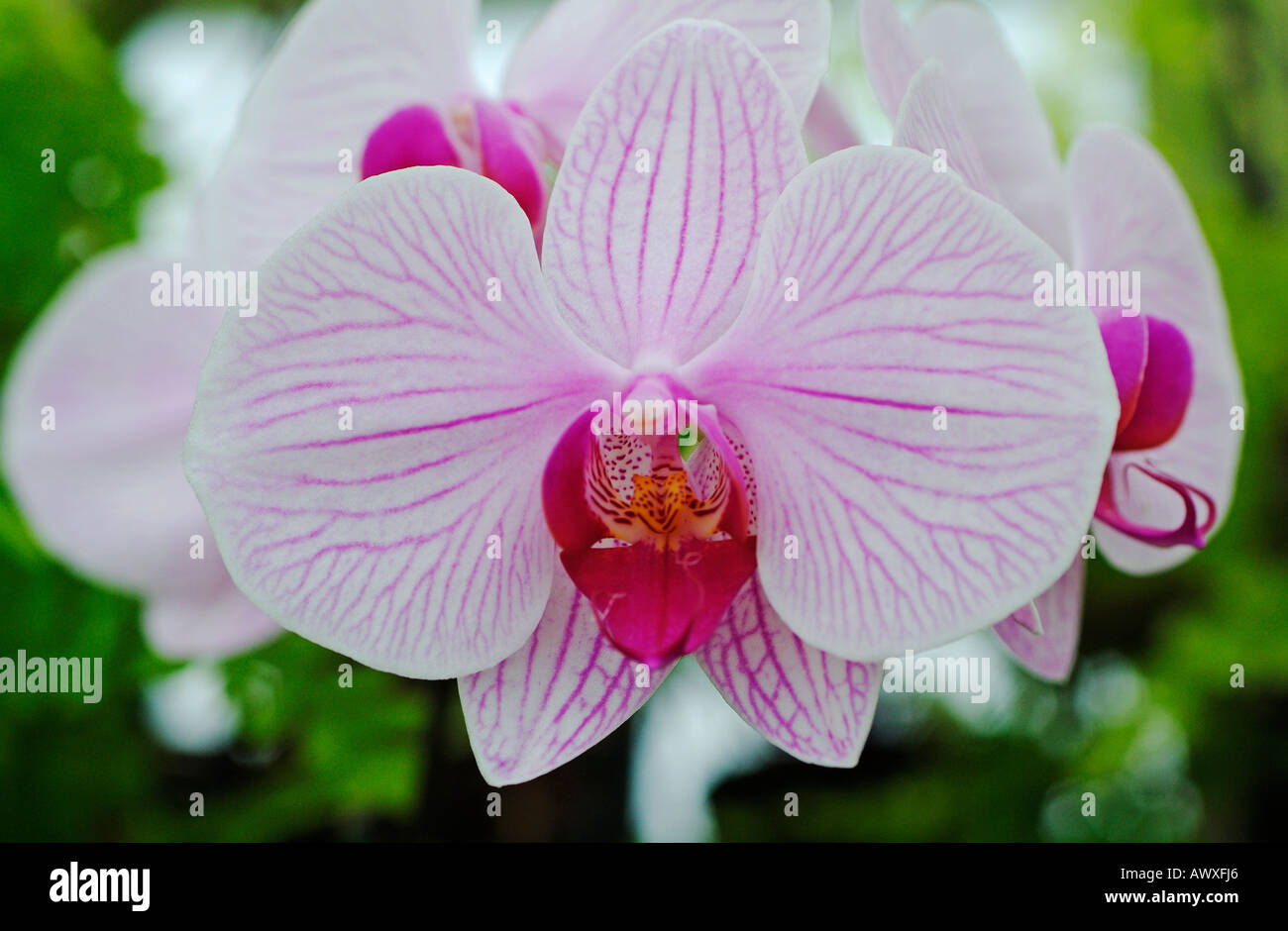 Phalaenopsis Acrab x Hutmacher Stockfoto