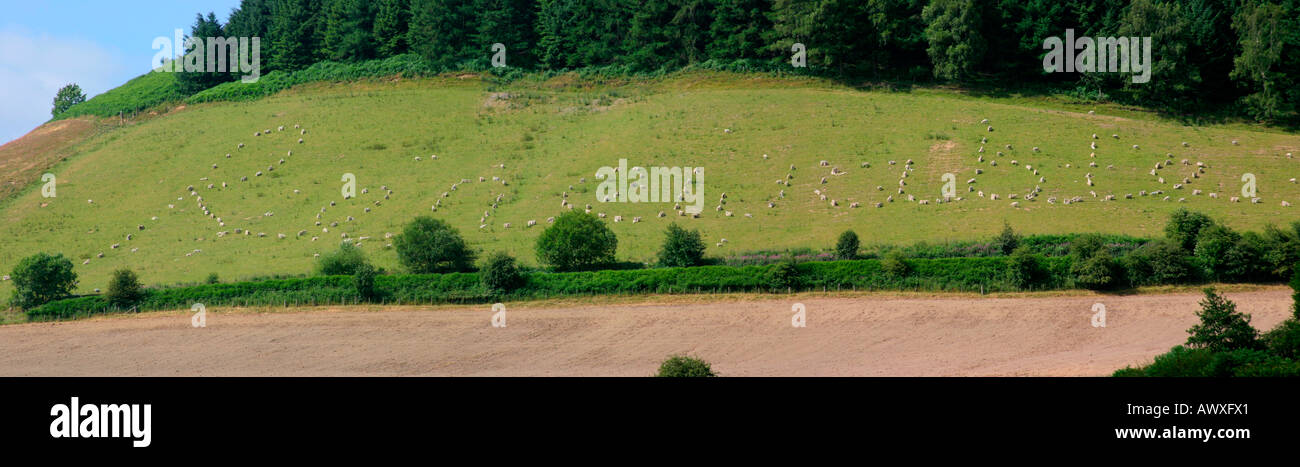 Hügel in Wales mit dem Wort erneuerbare ausgeschrieben mit full-Size-Modelle von Schafen Stockfoto