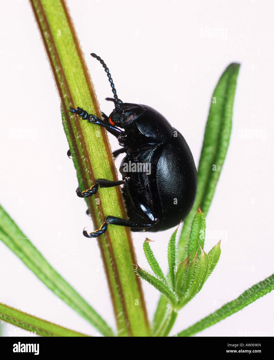 Blutige Nase Stockfotos Und Bilder Kaufen Alamy