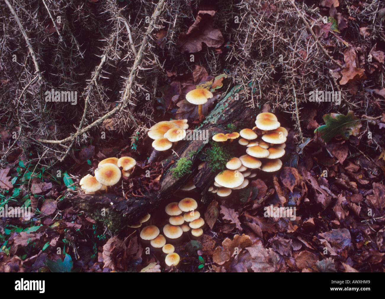 Pilz im Wald in Suffolk Uk Stockfoto