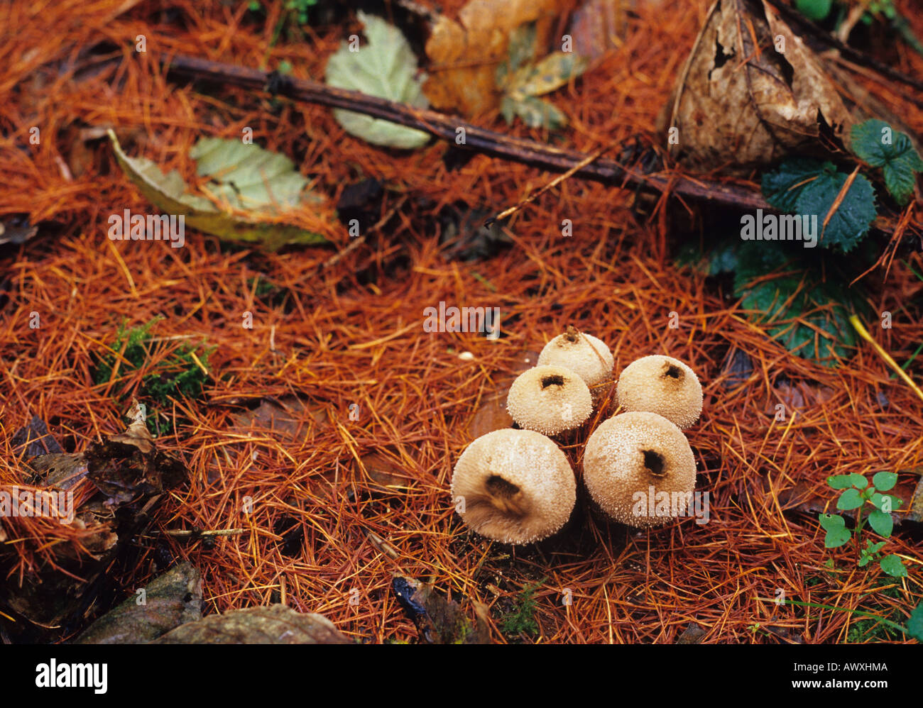 Pilz im Wald in Suffolk Uk Stockfoto