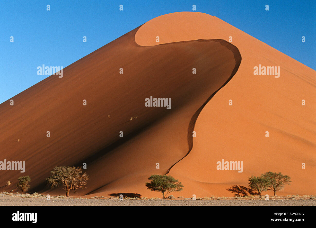 Sanddünen der Namib-Wüste, Namibia Stockfoto