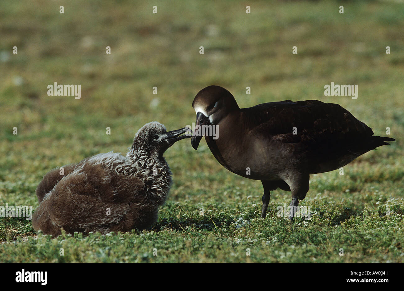 Schwarz – Schwarzfuß Albatros (Phoebastria Nigripes) Fütterung eingebettet Stockfoto