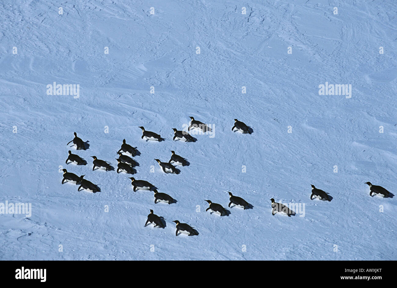 Antarktis, Weddell-Meer, Schelf-Larsen-Schelfeis, Kaiser-Pinguin-Kolonie Stockfoto