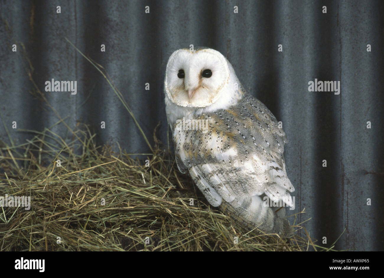 Schleiereule Tyto Alba. Stockfoto